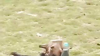 Thirsty crow real story