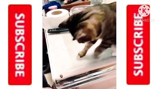 Best Funny Video 35 | Best Comedy Video 2023 | Entertainment video | Fun Video