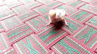 Cute parrot baby 2