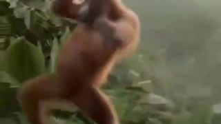 SUPER HIT VIDEO