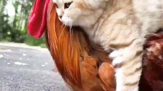 Funniest animal video @Funtime24