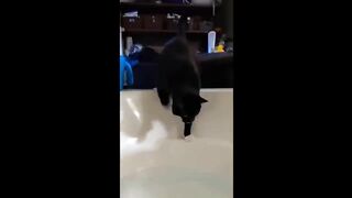 YOU LAUGH YOU LOSE! ????Funny Moments Of Cats Videos compilation ????????