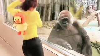 funny video 91
