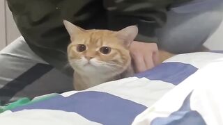 Funniest Videos 2023 ???? Funny Cats ???? and Dogs ???? Part 95