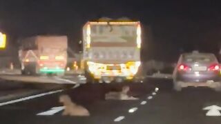 Snatching Goats On highway from trailer