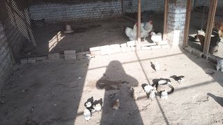 Fancy Chicken Farm Overview (our farm video)