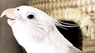 Cute white cocktail bird nice singing