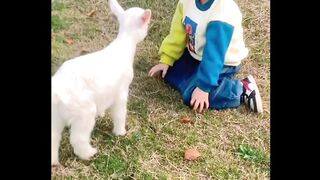 Funny videos 87