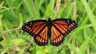 Butterfly|beauty of Nature| Green House|beautiful colors