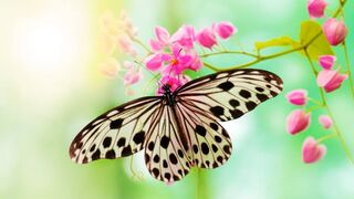 Beautiful butterfly| bird's sound| butterflies| beautiful bird sound|