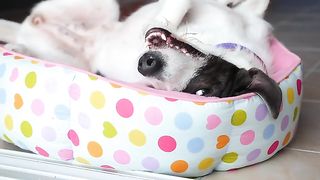 Funny Animals Video#funny dogs#