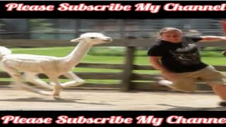 Funny Animals Scarring And Chasing People 2023 Compilation 2