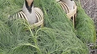 the best bird #seed #viral #grear