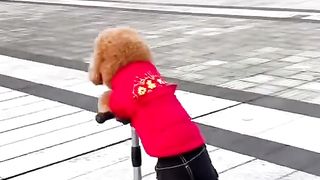Funny dog 19