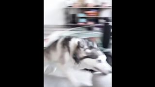Compilation animaux les plus drôles de l'années