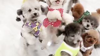 Cute dog 5