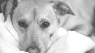 Sad Dog Video