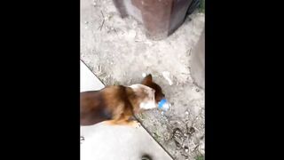 Compilation animaux les plus drôles de l'années 2024