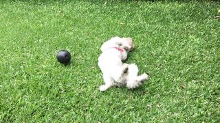 Dog Poodle Pets Cute Animals Play White Pet
