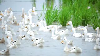 Animals around us_ cow, chicken, duck, elephant