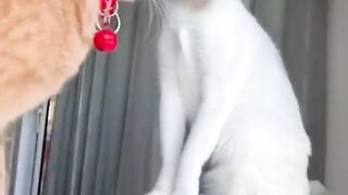 funniest Animals videos compilation best of 2023