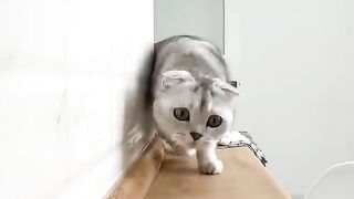 Cutest Chubby Cats Of YouTube Competition