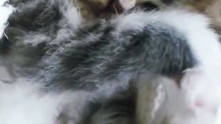 Videos de gatos