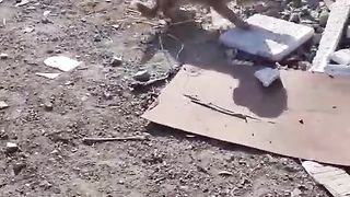 حالة انسانية لكلب مريض