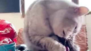 Funny videos(animals)