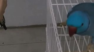 Talking animals