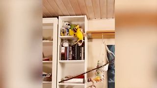 Самые смешные видео с животными ????