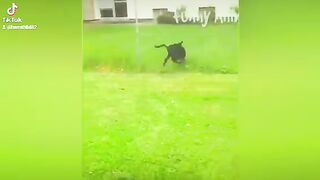 #Funny Animal #clips#