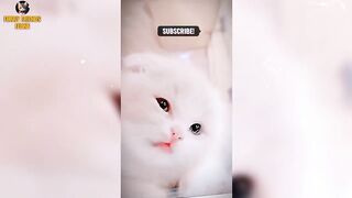 Funniest cats and dogs Video Compilation