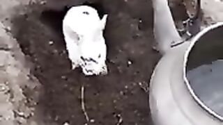 Rabbit 8