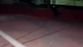 funny cats and dogs 3