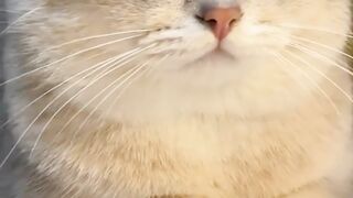 Kucing licu