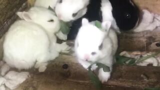 Cute rabbit new born baby ????♥️