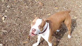 Idiot dog owner won't restrain dog tells me to leave the park