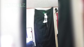 Les animaux les plus drôles échouent! - ESSAYEZ DE NE PAS RALLIER LE DÉFI! 3