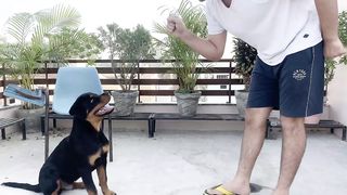 TRAINING OF SPEAK COMMAND | HOW TO TRAIN YOUR DOG TO SPEAK( BARKING) COMMAND|ROTTWEILER DOG TRAINING