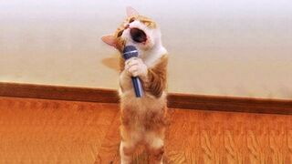 OMG So Cute ♥ Funniest Cats and Dogs Videos 2023 #4.