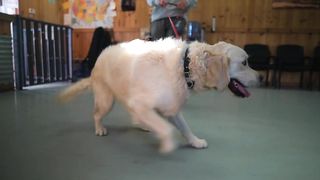 THE HARDEST PULLING DOG IN THE WORLD! (TRAINED)