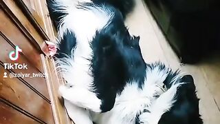 Fun happy dog