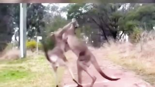Animal funny video clip 2023 2