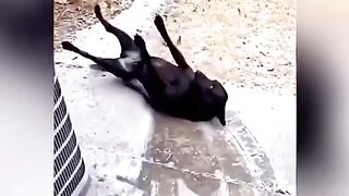 Cats funny and comedy videos 2023 2