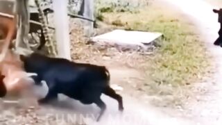 Animal funny video clip 2023 3
