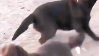 Funny dog and sheep#funny videos