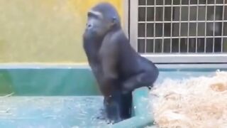 Animal funny video clip eating bread and fighting