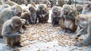 monkey love peanuts || feeding one box peanuts to hungry monkey || feeding monkey 2
