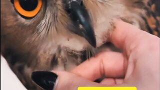 Owl pet friendly
